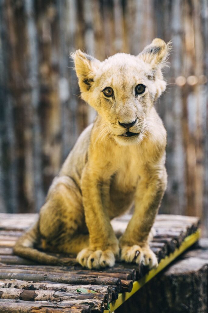 Young lion cub posing on a log with a natural background.
